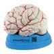 cerebro-com-arterias-em-8-partes-tgd-0303-3