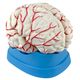 cerebro-com-arterias-em-8-partes-tgd-0303-5