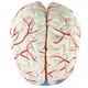 cerebro-com-arterias-em-8-partes-tgd-0303-7