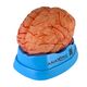 cerebro-com-arterias-em-9-partes-tzj-0303-a-1
