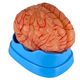 cerebro-com-arterias-em-9-partes-tzj-0303-a-3