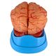 cerebro-com-arterias-em-9-partes-tzj-0303-a-4