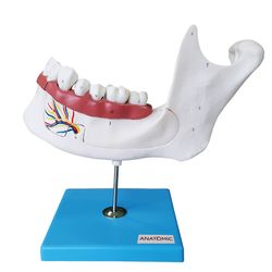 anatomia-do-dente-e-mandibula-inferior-de-um-jovem-18-anos-em-6-partes-TZJ-0313
