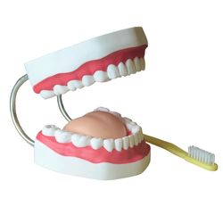 arcada-dentaria-com-lingua-e-escova-TZJ-0312-B--1-