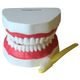 arcada-dentaria-com-lingua-e-escova-TZJ-0312-B--2-