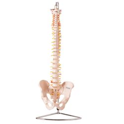 coluna-vertebral-flexivel-em-tamanho-natural--1-