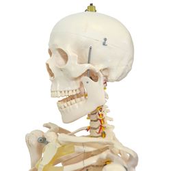 esqueleto-168-cm-com-coluna-flexivel-com-suporte-e-base-com-rodas-TGD-0101-B--1-