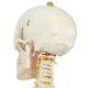esqueleto-168-cm-com-coluna-flexivel-com-suporte-e-base-com-rodas-TGD-0101-B--2-