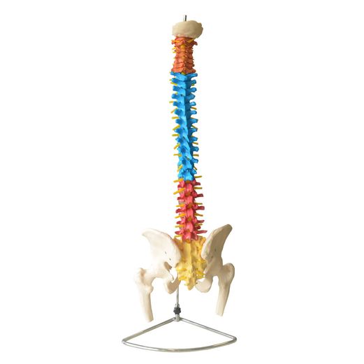 coluna-vertebral-colorida--em-tamanho-natural--1-