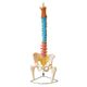 coluna-vertebral-colorida--em-tamanho-natural--2-