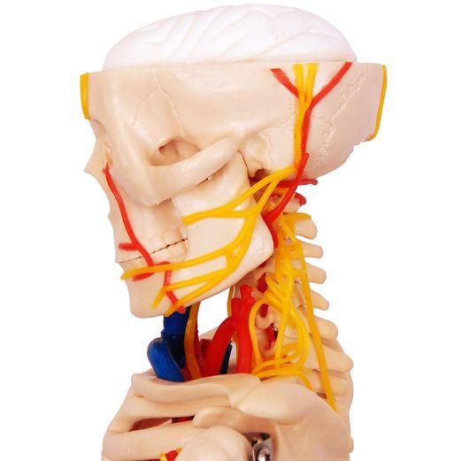 esqueleto-de-85-cm-com-nervos-e-vasos-sanguineos-TGD-0112-C--1-