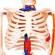 esqueleto-de-85-cm-com-nervos-e-vasos-sanguineos-TGD-0112-C--2-
