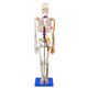 esqueleto-de-85-cm-com-nervos-e-vasos-sanguineos-TGD-0112-C--3-