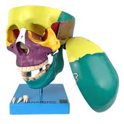 cranio-didatico-colorido-em-5-partes--1-
