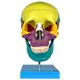 cranio-didatico-colorido-em-5-partes--2-