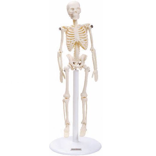 esqueleto-de-20-cm-TGD-0131