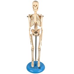 esqueleto-de-45-cm-tgd-0121--2-